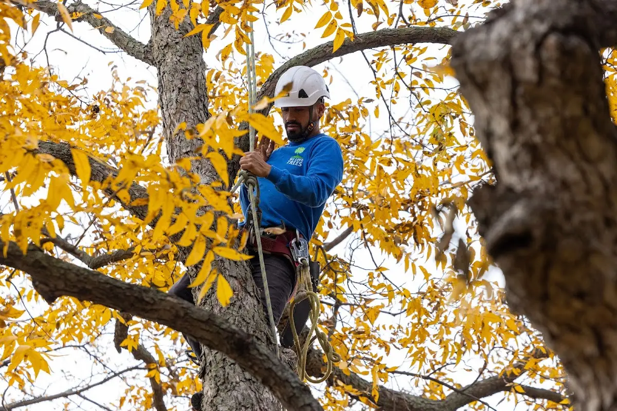 Skilled Tree Trimming crew working in Asher